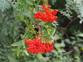 Wilde lijster (Sorbus aucuparia)